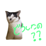 ちいちゃんやまとむぎだいちゃん