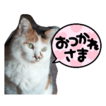 ねこたちのゆるいスタンプ