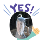 ハシビロコウ　バンザイ