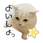 もふもふ♡もったん2