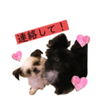 ちいタンプっぷ-愛犬-