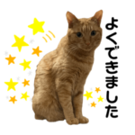 茶トラ福にゃん　お疲れ様なスタンプ