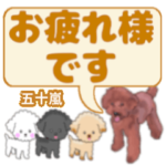 五十嵐「いがらし」さんのトイプードル会話