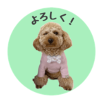 トイプードルのエマちゃん