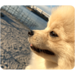 ポメラニアンもち郎