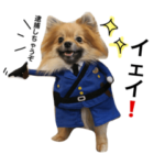 ポメラニアン  いっぱい！