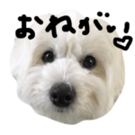 ゆるゆるポメプー犬★もち吉