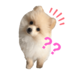 おもちくんの成長日記