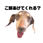 おじいちゃんだワン