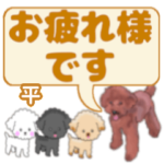 平「たいら」さんのトイプードル会話