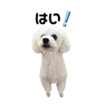 トイプードルのLaki ちゃん