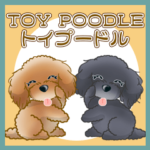 TOY POODLE トイプードル V14