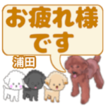 浦田「うらた」さんのトイプードル会話