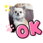 チワワのまるのスタンプ