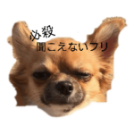 チワワのおちょとダンボさん