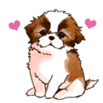 動く！シーズー