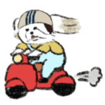 かわいいシーズー犬たち