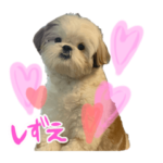 シーズーのしずえ2!