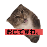 メインクーンのペコとるーちゃん。