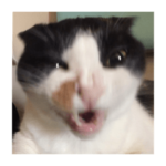 ふくよかエロキャット