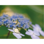 丸謙スタンプ & アジサイ