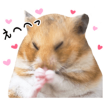 百面相ハムスター小麦さん