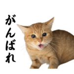 チャイさんの日常