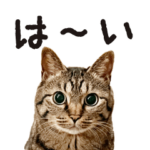 りく – キジトラ猫