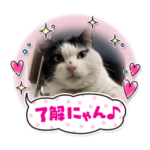 会社猫ふくの日常