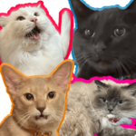 猫の黒ちゃんねる