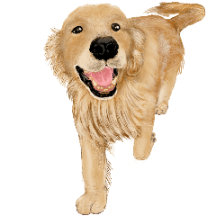 優しい犬 ゴールデンレトリバー Line無料スタンプ 隠しスタンプ 人気スタンプまとめサイト スタンプバンク