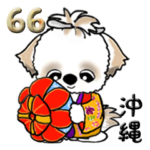 シーズー犬66『沖縄』