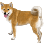 さすが！柴犬（よく使う言葉編）