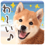 柴犬だワンワワン！