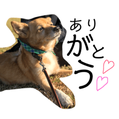 たぶち 柴犬mix Line無料スタンプ 隠しスタンプ 人気スタンプまとめサイト スタンプバンク