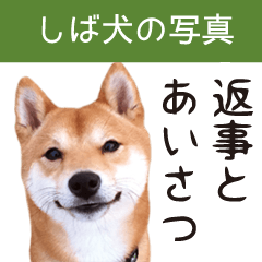 柴犬写真 よく使う返事とあいさつ Line無料スタンプ 隠しスタンプ 人気スタンプまとめサイト スタンプバンク