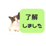 ねこのむた