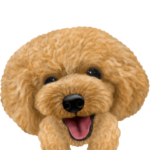 トイプードル＆トイプー２