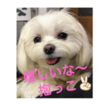 マルチーズと鳥