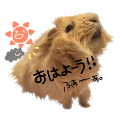 モルモットのゴジラ2 Line無料スタンプ 隠しスタンプ 人気スタンプまとめサイト スタンプバンク モルモットのゴジラ2 Line無料スタンプ 隠しスタンプ 人気スタンプまとめサイト スタンプバンク