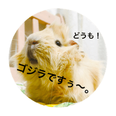 モルモットのゴジラ1 Line無料スタンプ 隠しスタンプ 人気スタンプまとめサイト スタンプバンク