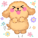 毎日使える❤️かわいいトイプードル