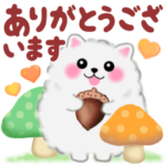 ポメラニアン❤️ぽちゃん「秋」