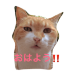 のらねこっちの毎日