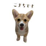 コーギーのこまち ①