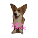 コーギータビの日常