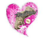 ペルシャ、スコティッシュフォールド