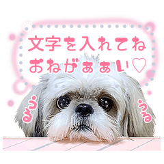 シーズー犬てんぽ メッセージスタンプ Line無料スタンプ 隠しスタンプ 人気スタンプまとめサイト スタンプバンク