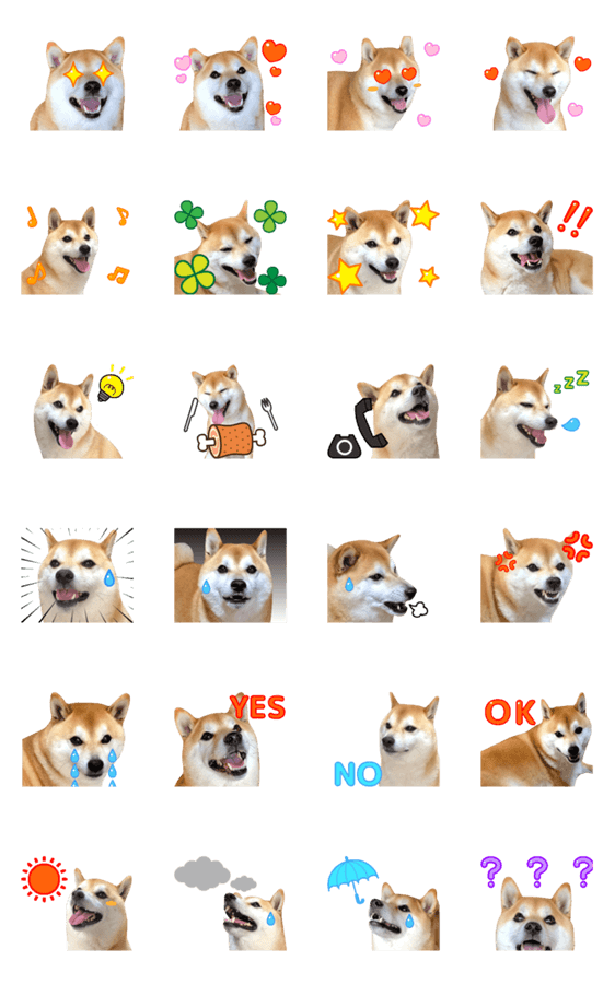 動く 柴犬の写真スタンプ5 イラスト Line無料スタンプ 隠しスタンプ 人気スタンプ クチコミサイト スタンプバンク