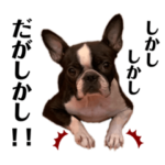 関西弁♡ボストンテリアのクルス